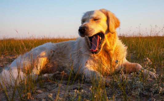 Hundespielzeugs für große Hunde - Pawsometime