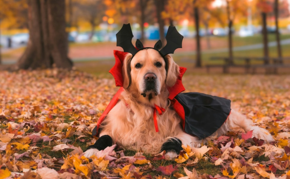 Halloween - Pawsometime