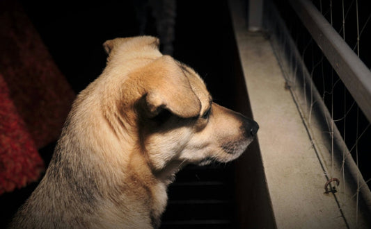 Hunde und Trennungsangst - Pawsometime