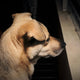 Hunde und Trennungsangst - Pawsometime