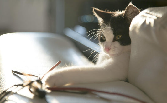 5 Anzeichen, dass Ihre Katze ein natürlicher Jäger ist — und was das über Spielzeug aussagt - PAWSOMETIME