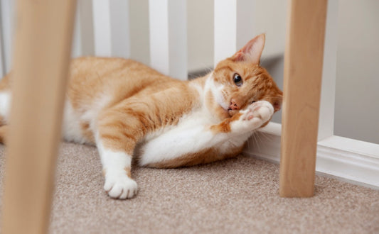 Wie entstehen Zahnbeläge und Zahnstein beim Hund? Der biologische Ablauf einfach erklärt -  PAWSOMETIME