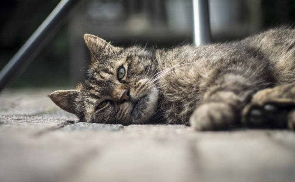 7 Verhaltenszeichen, dass Ihre Katze mental unterfordert ist – und was Sie wirklich dagegen tun können -  PAWSOMETIME