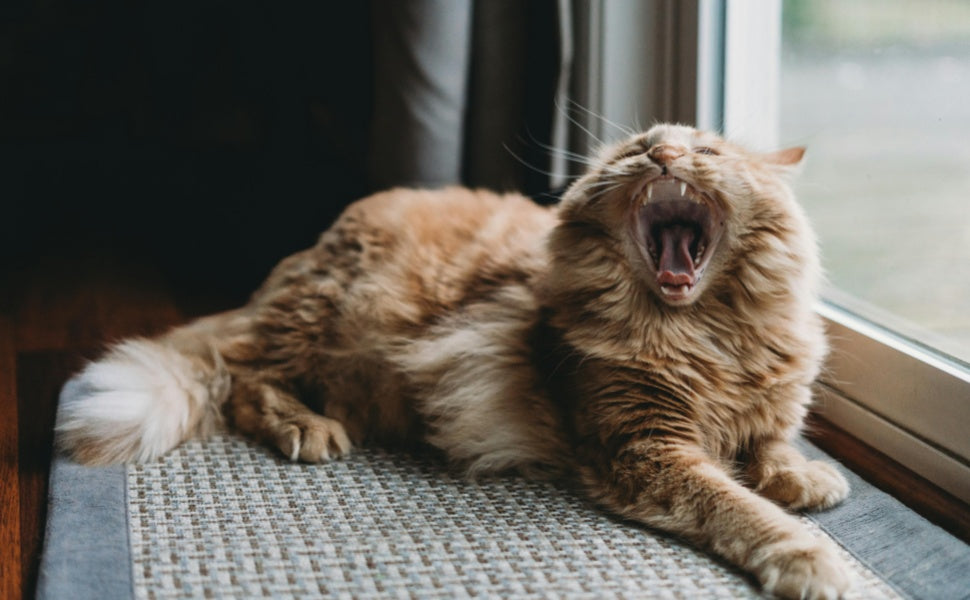 7 klare Anzeichen, dass Ihre Katze unterfordert, ängstlich oder übergewichtig ist - PAWSOMETIME