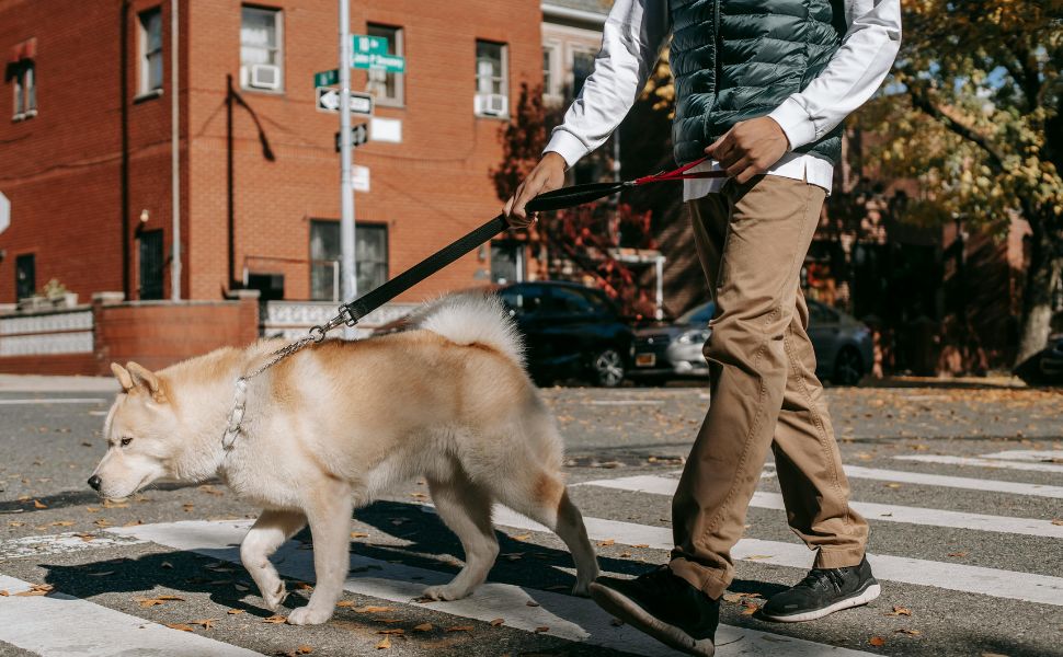 Große Hunderassen - Pawsometime