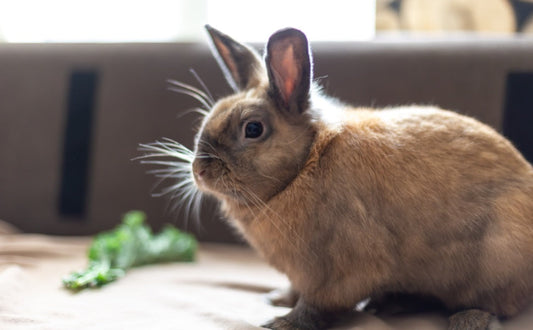 Altersgerechte Beschäftigung: So bleibt Ihr Kaninchen in jeder Lebensphase glücklich und fit -  PAWSOMETIME