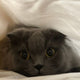 Katze - Pawsometime