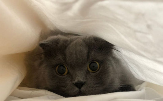 Katze - Pawsometime