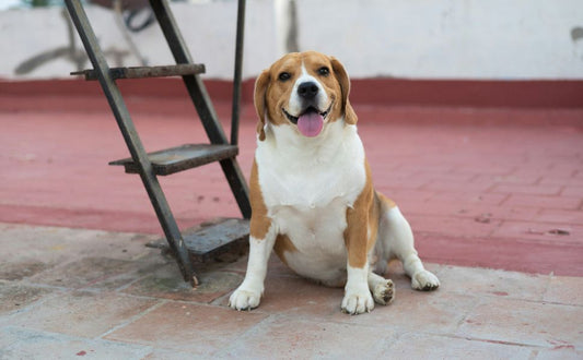 Beagle - Pawsometime