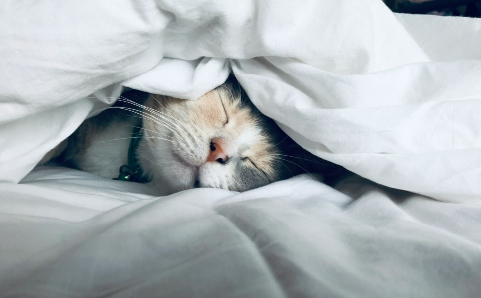 Die schlafende Katze - Pawsometime