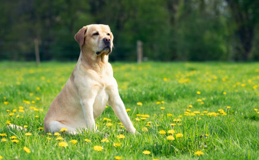 Bewegung Gelenkgesundheit und mentale Stimulation für Labrador - PAWSOMETIME