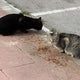 Streunerkatzen - Pawsometime