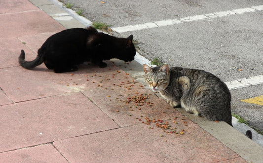 Streunerkatzen - Pawsometime
