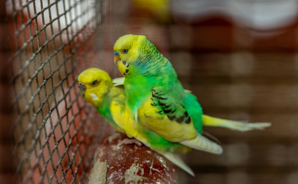 Das beste Kauspielzeug für Wellensittiche: Holz, Luffa oder Rattan – Was ist am sichersten und langlebigsten? - PAWSOMETIME