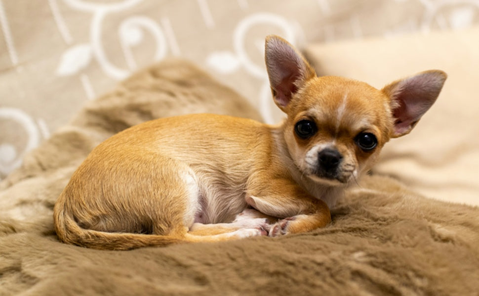 Das perfekte Hundespielzeug für Chihuahuas, Dackel & Co.: Größen- und Materialguide - PAWSOMETIME