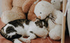 Katze und das Plüschtier - PAWSOMETIME