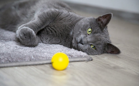 Katzenball - PAWSOMETIME