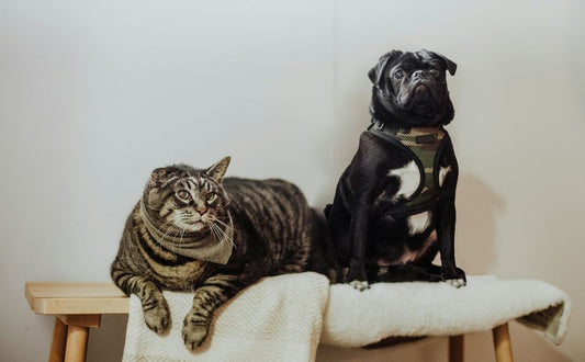 Katze und Hund - PAWSOMETIME