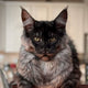 Der Maine Coon Charme: Warum sie als verschmuste Katzenrassen die Herzen im Sturm erobert - Pawsometime