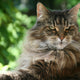 Maine Coon - Pawsometime
