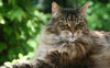Maine Coon - Pawsometime