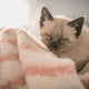 Der Milchtritt bei Katzen - Pawsometime