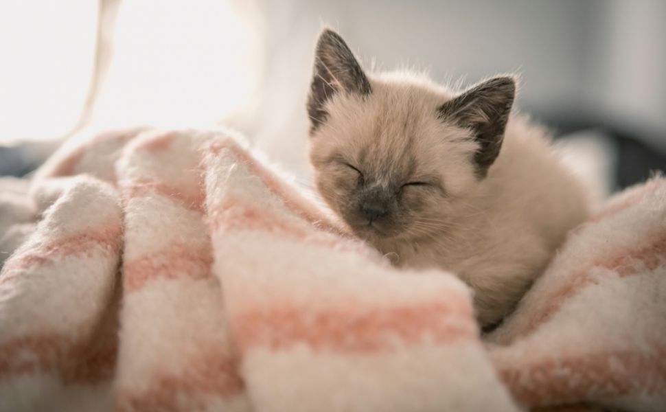 Der Milchtritt bei Katzen - Pawsometime