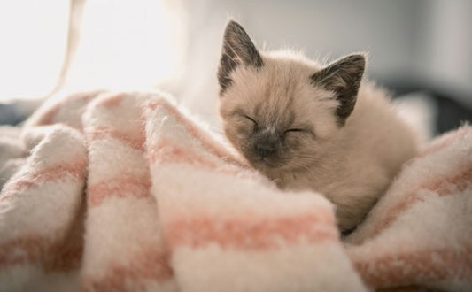 Der Milchtritt bei Katzen - Pawsometime