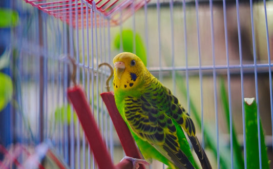 Der perfekte Wellensittichkäfig: Spielzeug clever anordnen für maximale Lebensfreude