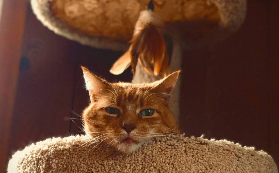 Der ultimative Kaufratgeber für Katzenbäume: Design, Stabilität und Komfort im Vergleich