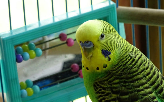 Wellensittich Spielzeug - PAWSOMETIME