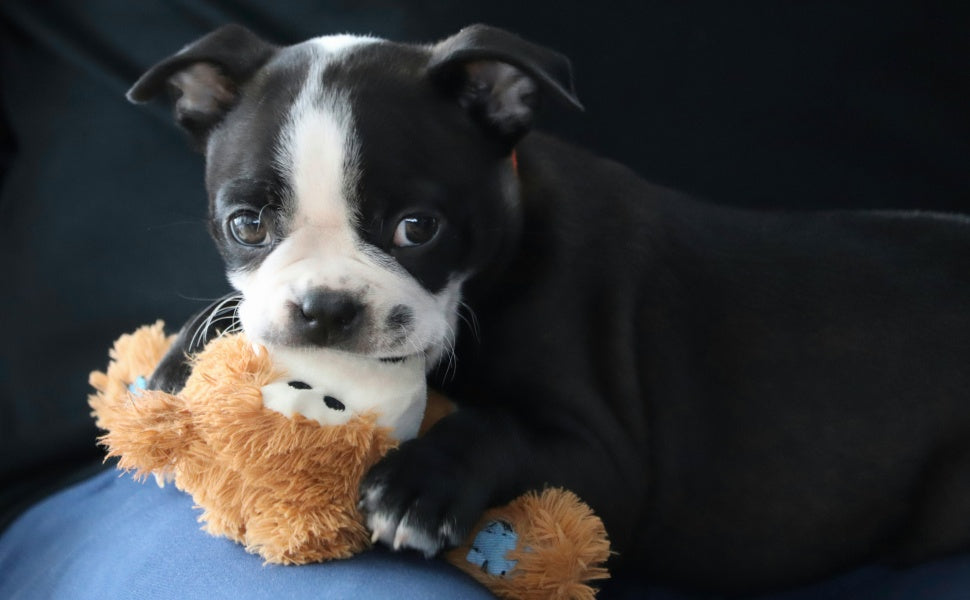 Welpenspielzeug -  PAWSOMETIME