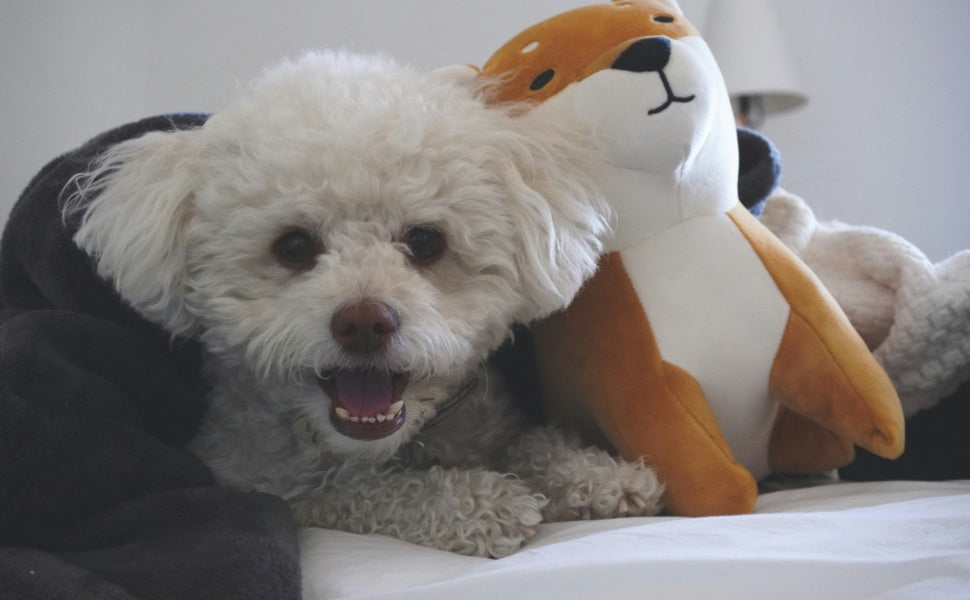 Der ultimative Sicherheits-Check für Welpenspielzeug: So schützt du deinen neuen Freund - PAWSOMETIME