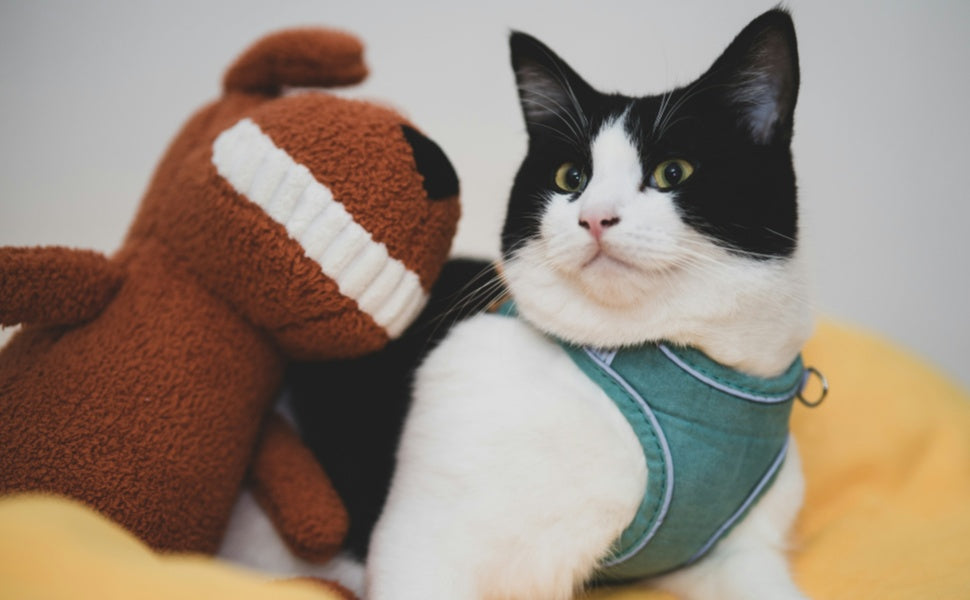 Katze Kuscheltier - PAWSOMETIME