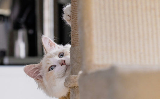 Kratzbaum -  PAWSOMETIME