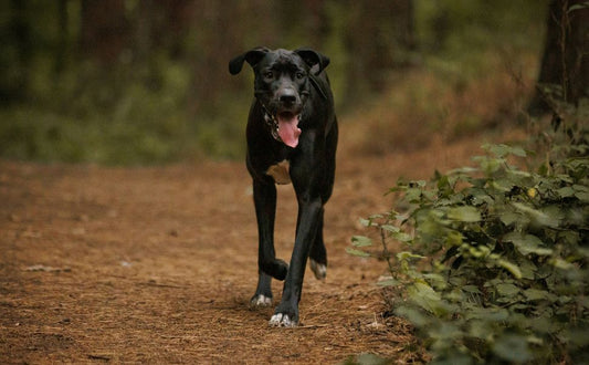 Deutsche Dogge - Pawsometime