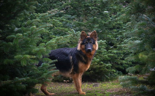 Deutscher Schäferhund - Pawsometime