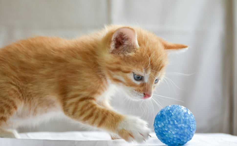 Die Kunst der Spiel-Balance: So schaffen Sie einen harmonischen Alltag für Ihr Haustier