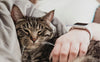 Katze - Pawsometime