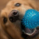 Die Psychologie des Quietschens - PAWSOMETIME