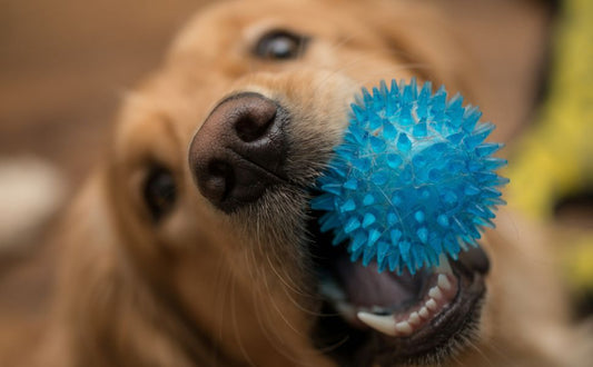 Die Psychologie des Quietschens - PAWSOMETIME