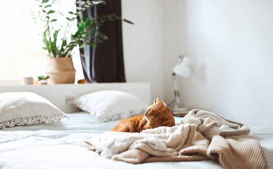 Geistige Auslastung für Wohnungskatzen - Pawsometime