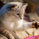 katze spielzeug - Pawsometime