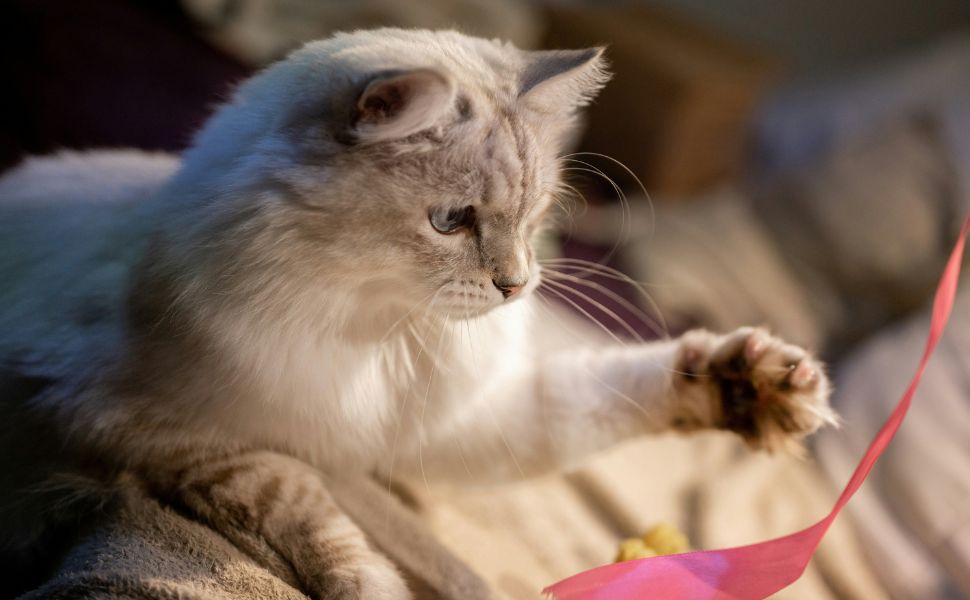 katze spielzeug - Pawsometime