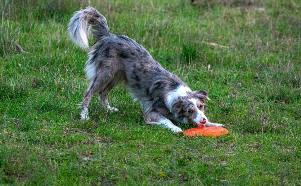 Die perfekte Hundefrisbee finden Größen- und Typ-Guide - PAWSOMETIME