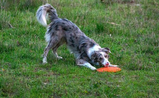 Die perfekte Hundefrisbee finden Größen- und Typ-Guide - PAWSOMETIME