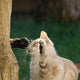 Spielende Katzen - Pawsometime