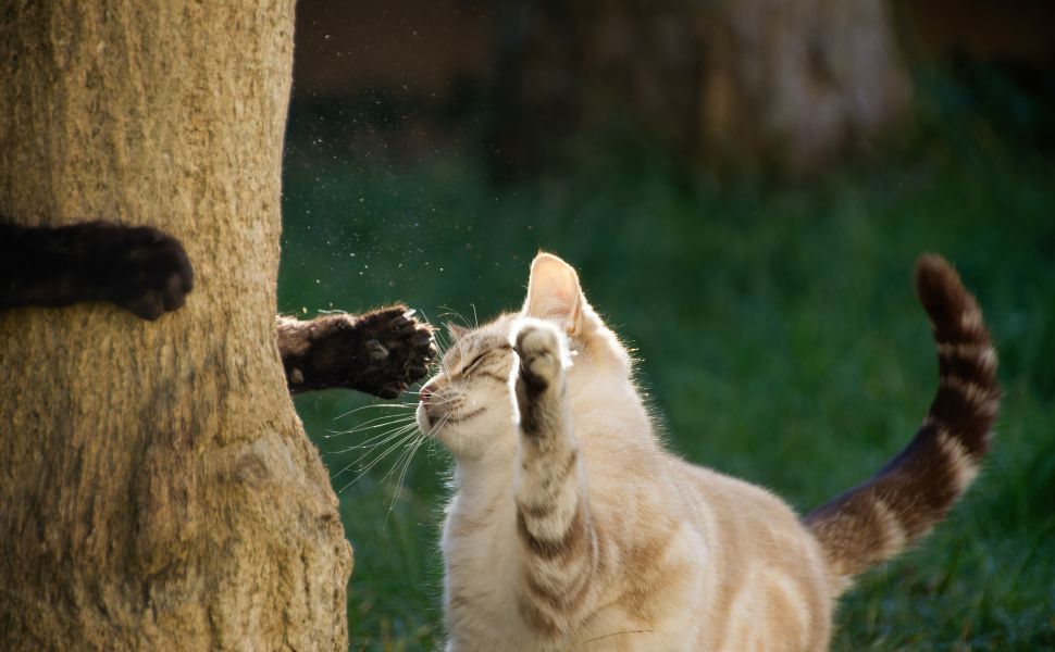 Spielende Katzen - Pawsometime