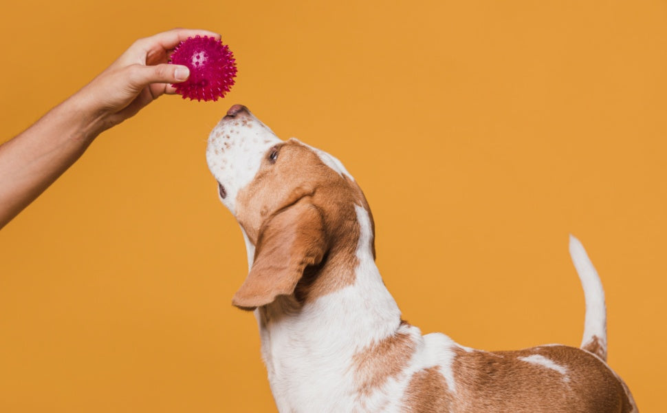 Einfache Selbsttests: So prüfen Sie, ob ein Beschäftigungsgegenstand Ihren Hund tatsächlich fordert - PAWSOMETIME