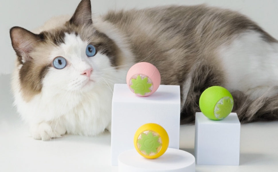 Elektrisches Katzenspielzeug im Check: Lohnt sich die Investition wirklich?  - PAWSOMETIME